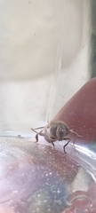 Eristalis tenax