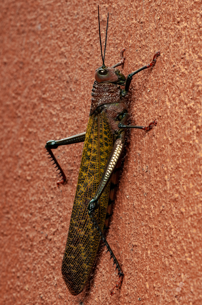 Tropidacris