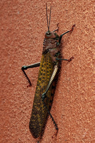 giant red-winged grasshopper