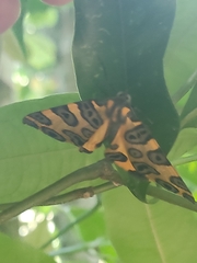 Pantherodes