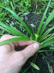 Hypoxis curtissii