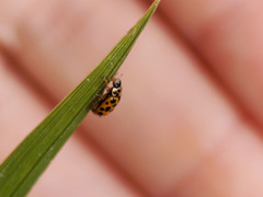 Anisosticta novemdecimpunctata