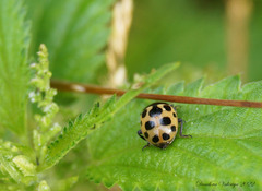 Ceratomegilla notata