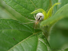 Enoplognatha ovata