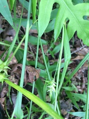 Carex lonchocarpa