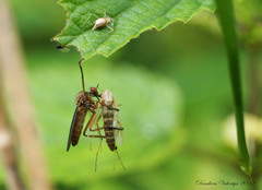 Empis livida