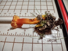 Hygrocybe constans
