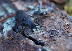 Spondylis buprestoides