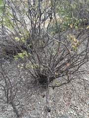 Erythrostemon pannosus