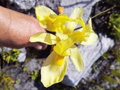 Moraea neglecta