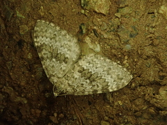 Entephria caesiata