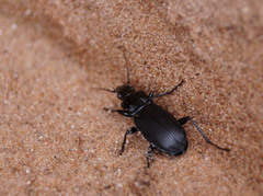 Pterostichus niger