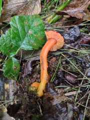Hygrocybe constans