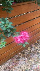 Rhododendron indicum