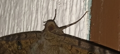 Ascalapha odorata