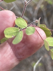 Erythrostemon pannosus