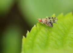 Trypetoptera punctulata