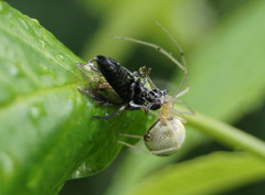 Enoplognatha ovata