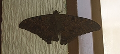 Ascalapha odorata