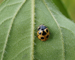 Ceratomegilla notata
