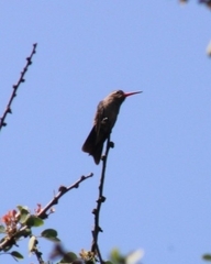 Phaeoptila sordida