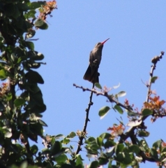 Phaeoptila sordida