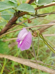 Centrosema virginianum