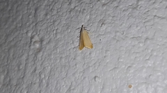 Scirpophaga