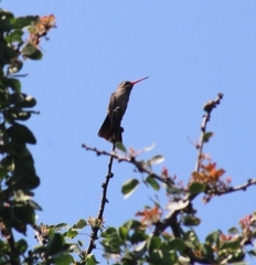 Phaeoptila sordida
