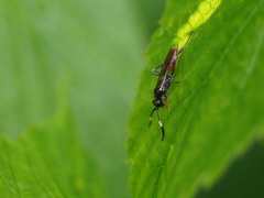 Agrothereutina