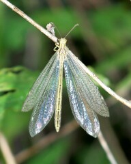 Brachynemurus