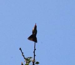 Phaeoptila sordida