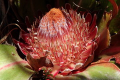 Protea caespitosa