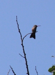 Phaeoptila sordida