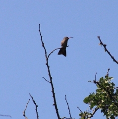 Phaeoptila sordida