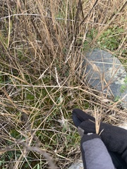 Sporobolus vaginiflorus