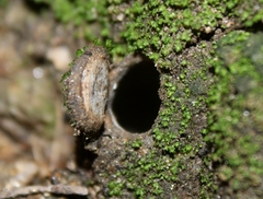 Hebestatis theveneti