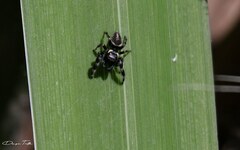 Dendryphantes