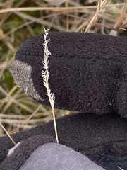 Sporobolus vaginiflorus