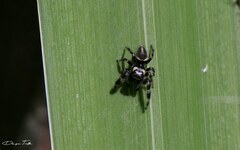 Dendryphantes