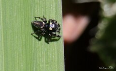 Dendryphantes