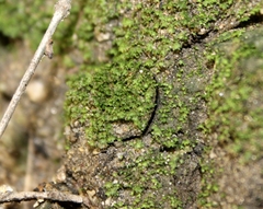 Hebestatis theveneti