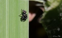 Dendryphantes