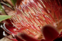 Protea caespitosa