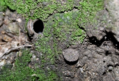 Hebestatis theveneti