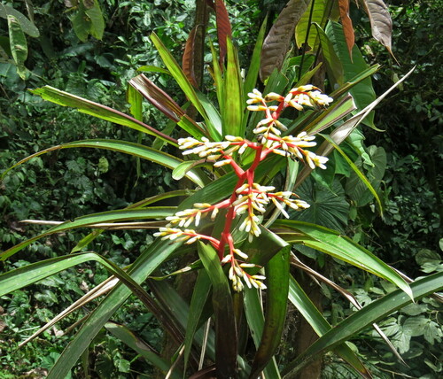 Guzmania testudinis, photograph 5