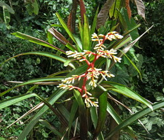 Guzmania scherzeriana