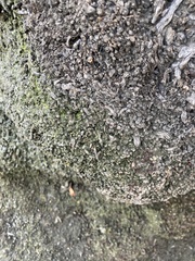 Flavoplaca