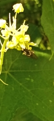 Pterygota