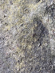Flavoplaca